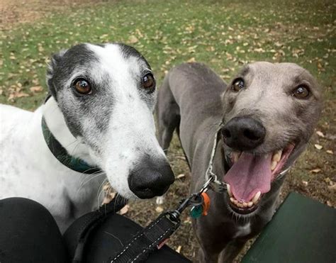 Greyhounds as Pets .
